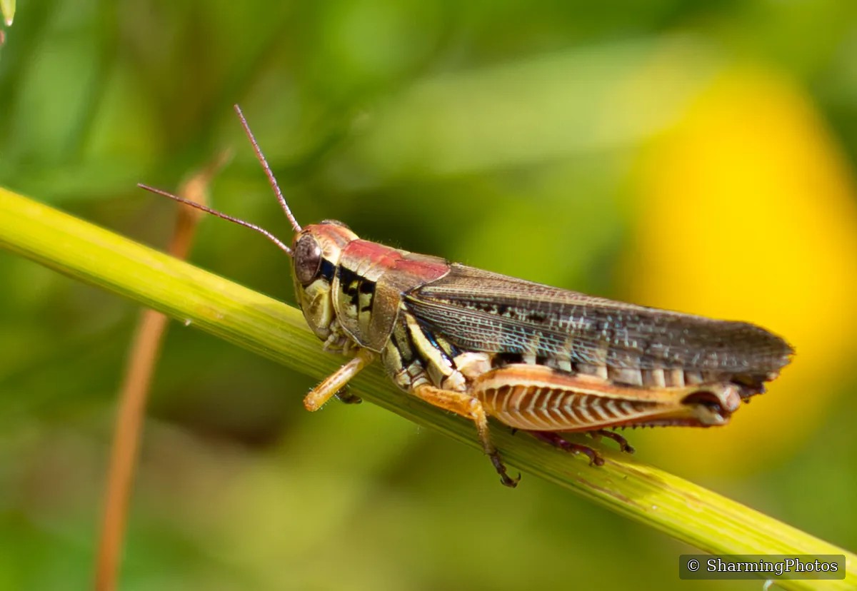 Insect photograph by Susanne Harm