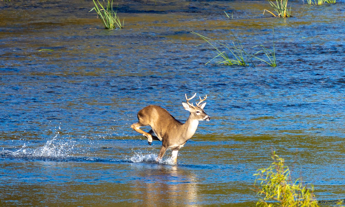 Wildlife photograph by Susanne Harm