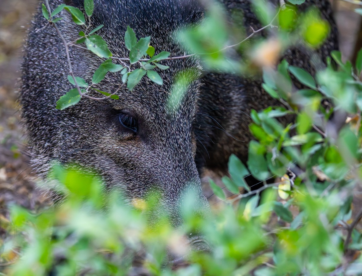 Wildlife photograph by Susanne Harm