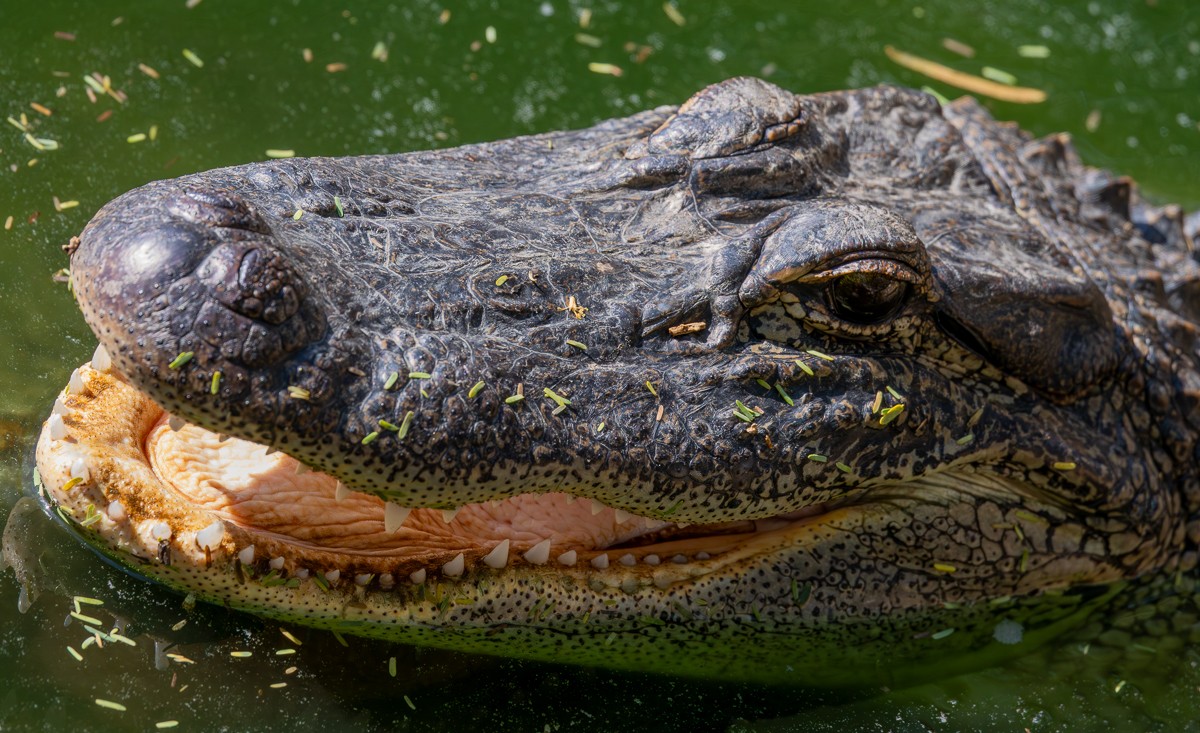 Wildlife photograph by Susanne Harm