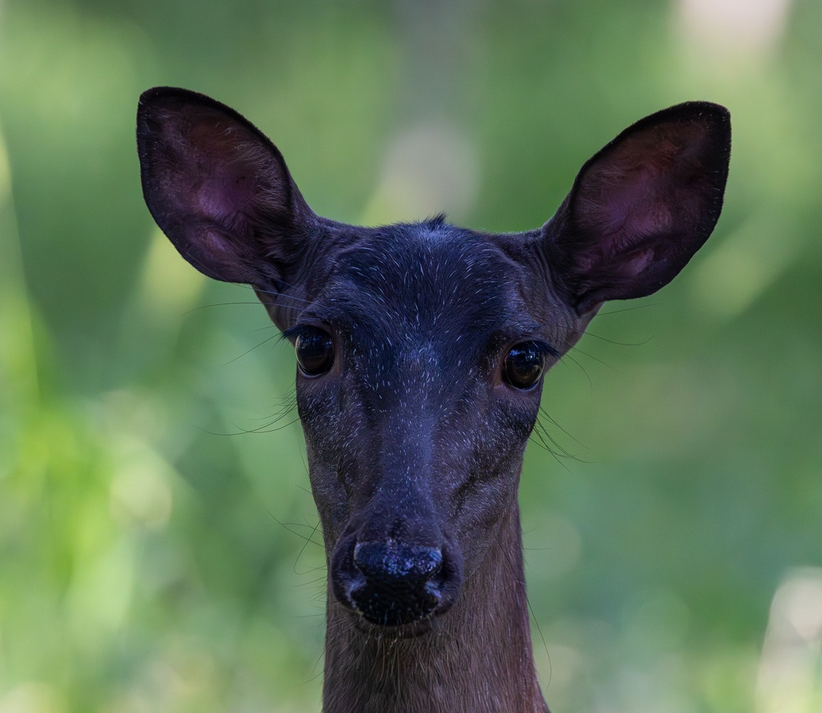 Wildlife photograph by Susanne Harm