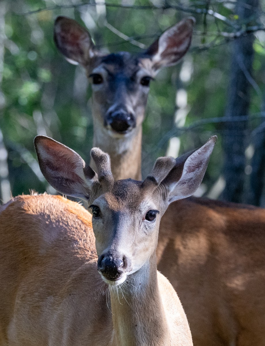 Wildlife photograph by Susanne Harm