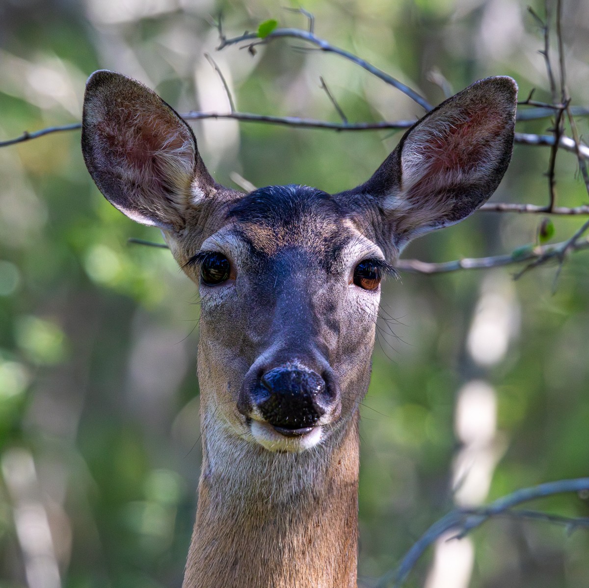 Wildlife photograph by Susanne Harm