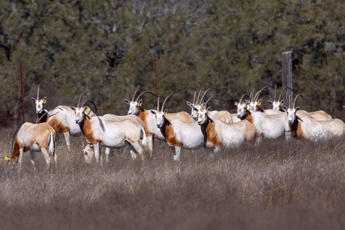 Wildlife photograph by Susanne Harm