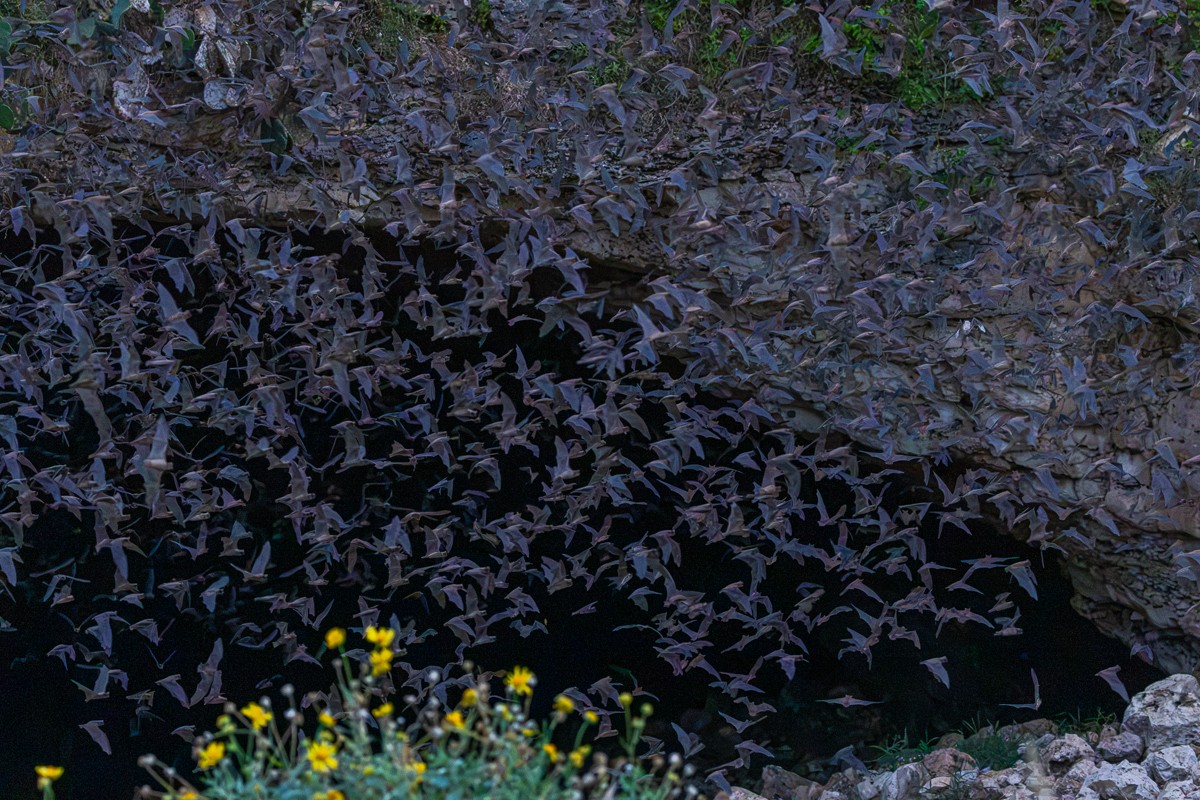 Wildlife photograph by Susanne Harm