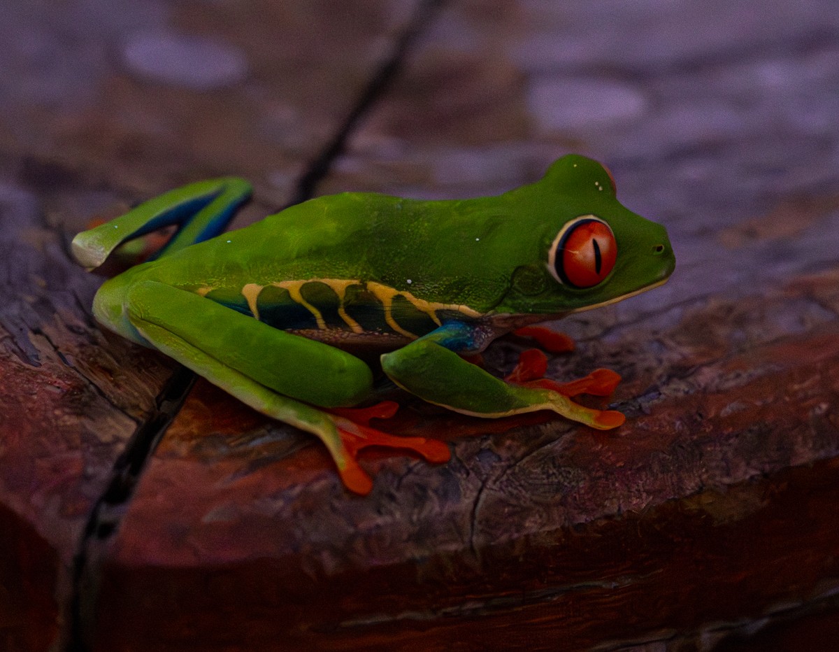 Wildlife photograph by Susanne Harm