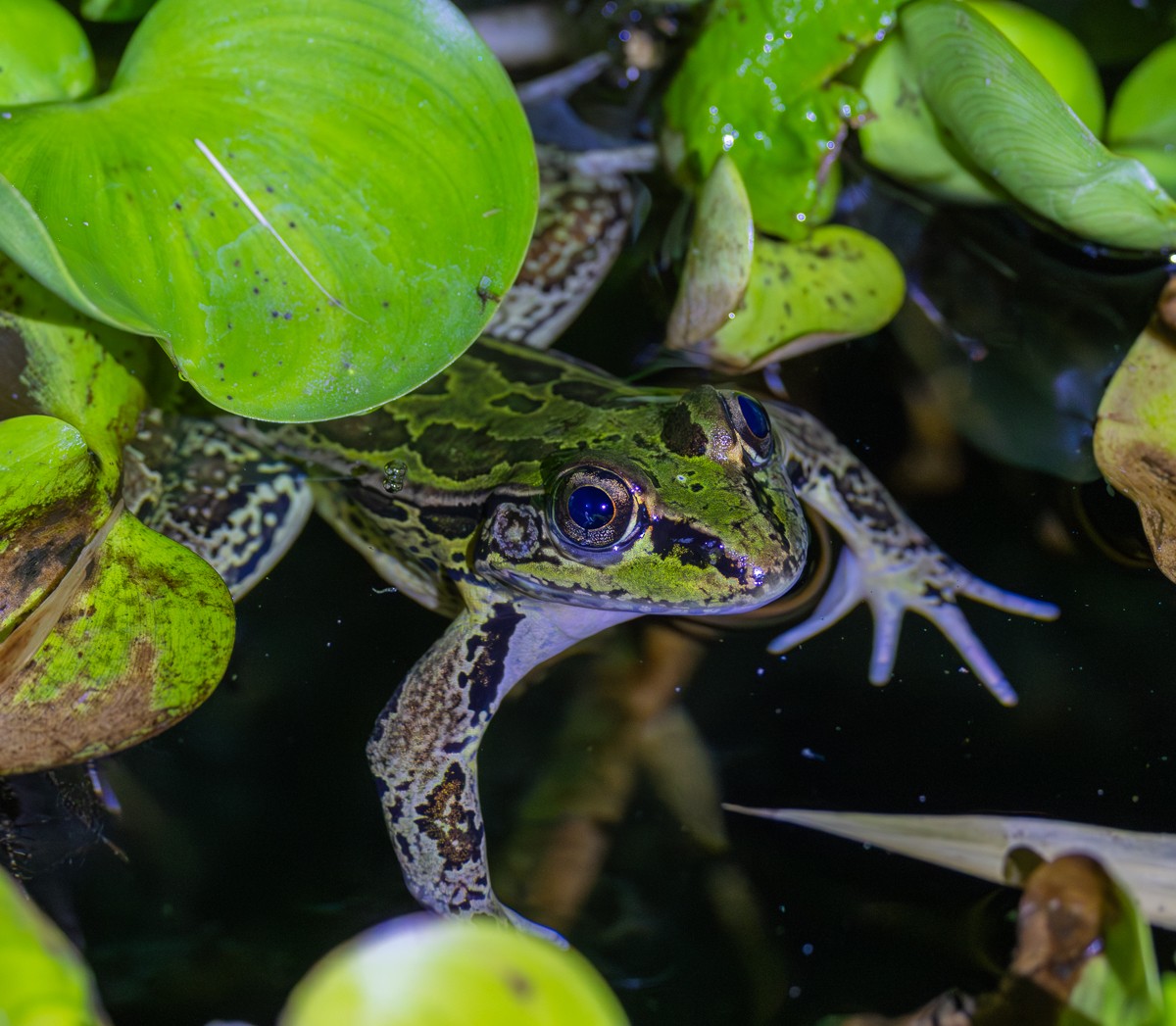 Wildlife photograph by Susanne Harm