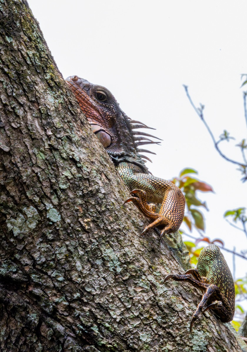 Wildlife photograph by Susanne Harm