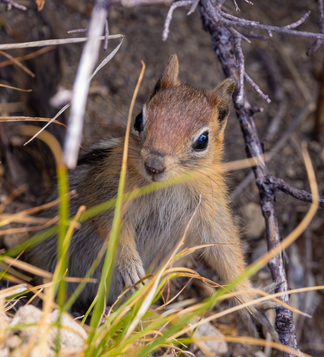 Wildlife photograph by Susanne Harm