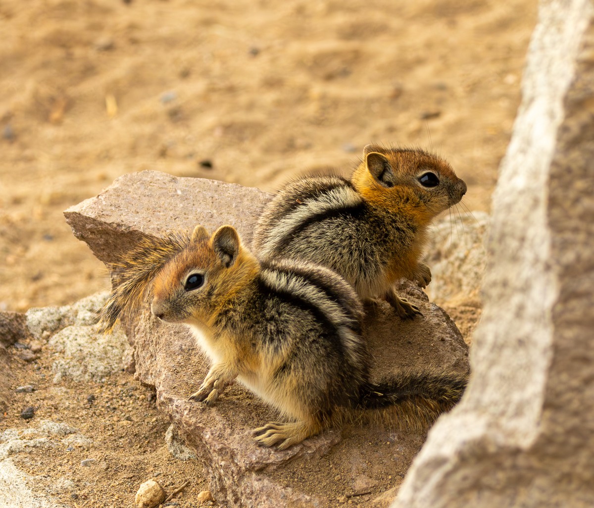 Wildlife photograph by Susanne Harm