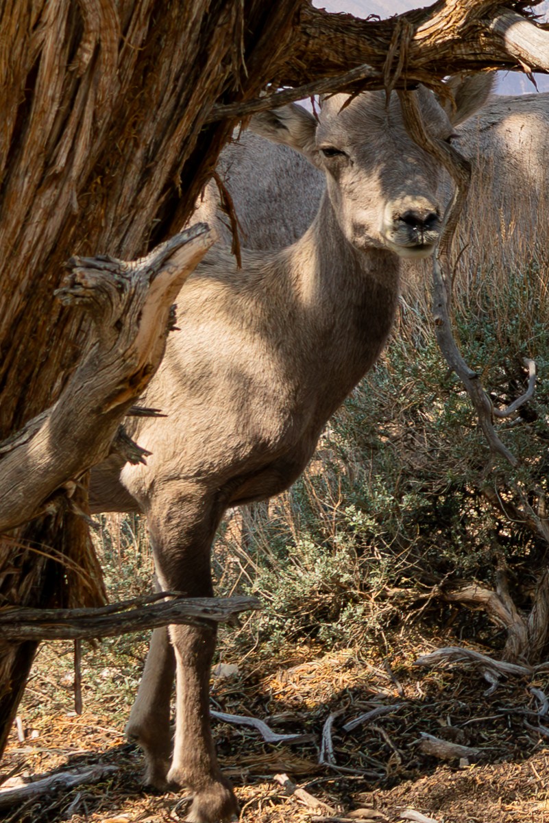 Wildlife photograph by Susanne Harm