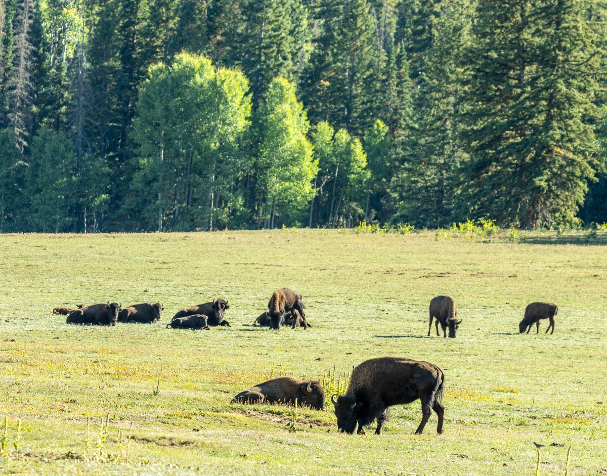 Wildlife photograph by Susanne Harm