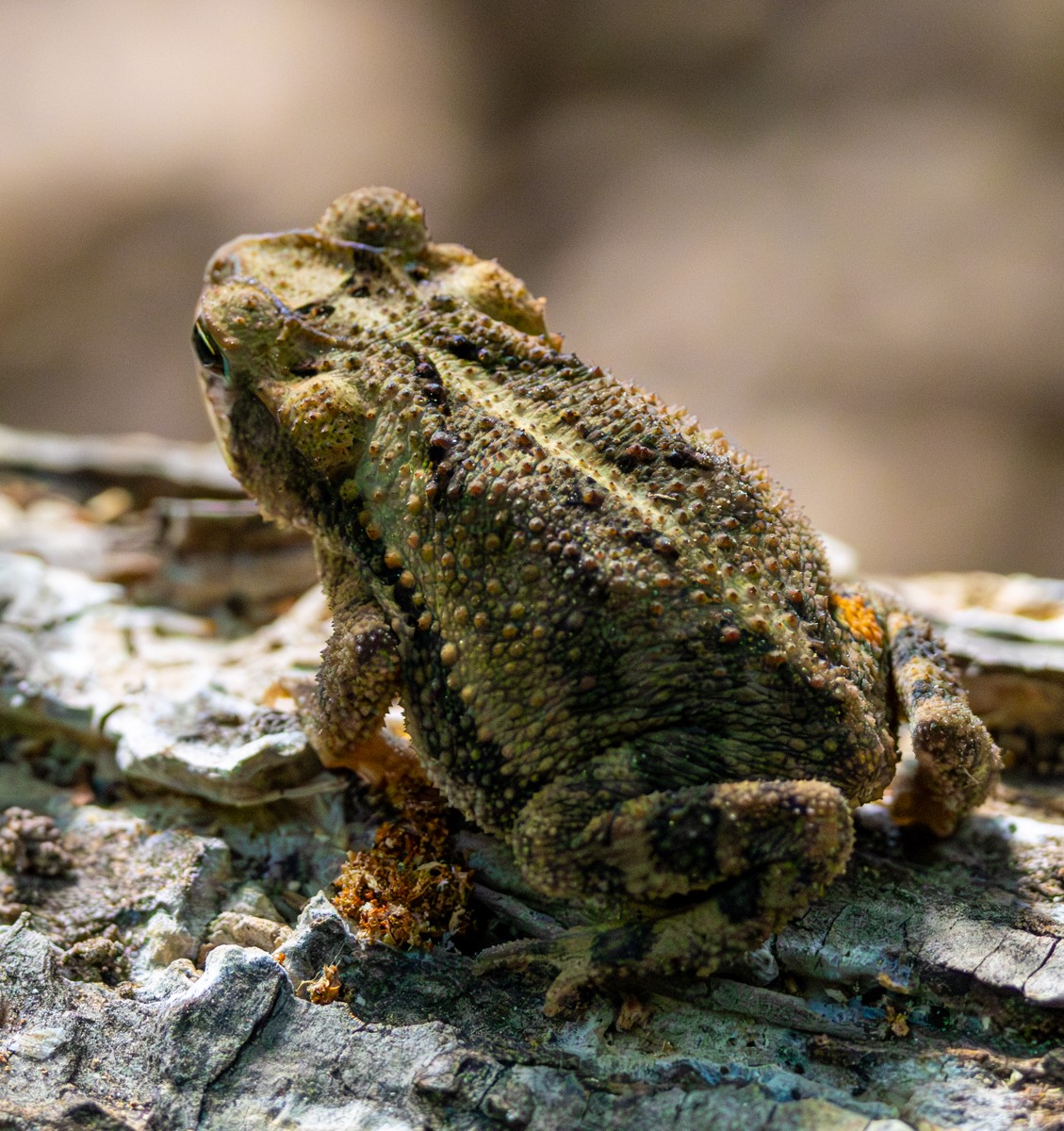 Wildlife photograph by Susanne Harm