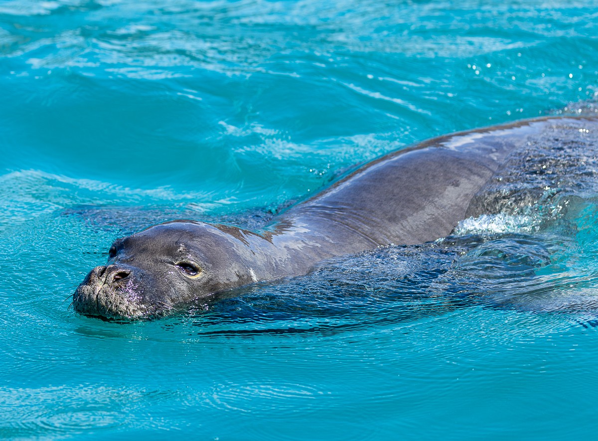 Wildlife photograph by Susanne Harm