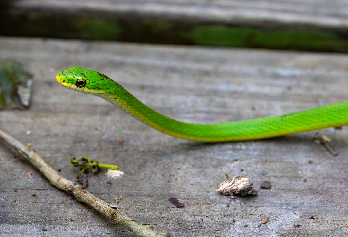 Wildlife photograph by Susanne Harm