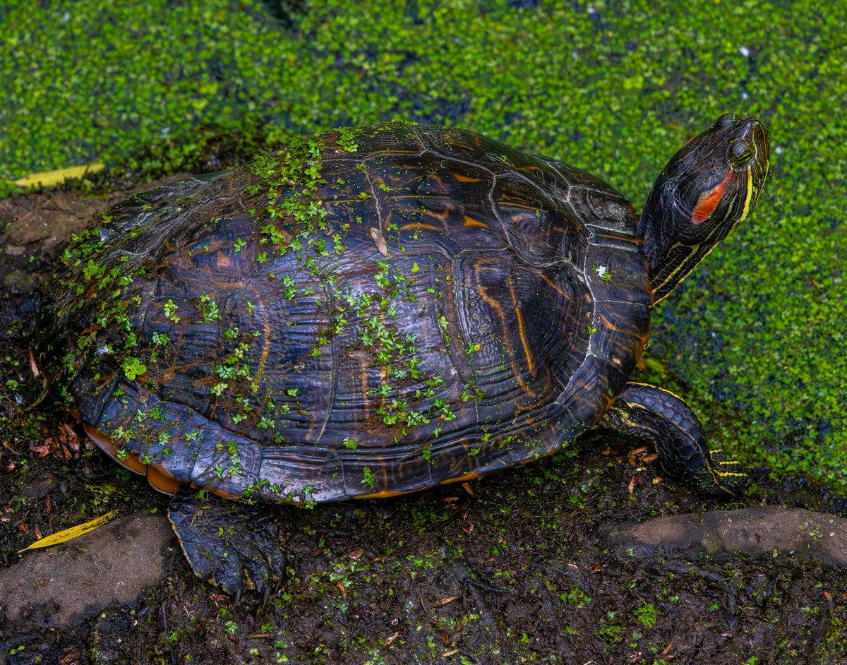 Wildlife photograph by Susanne Harm