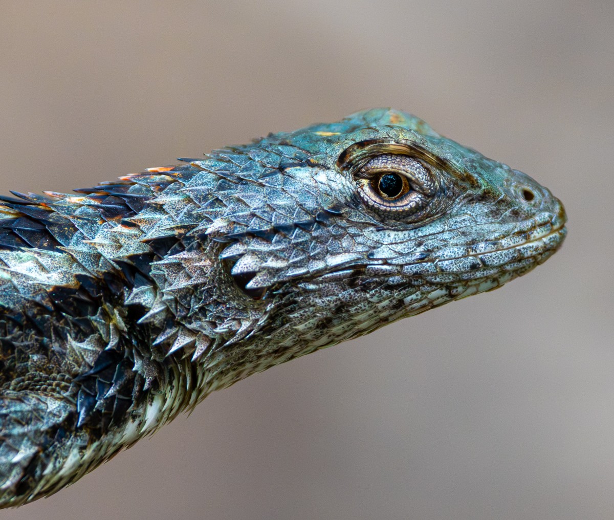 Wildlife photograph by Susanne Harm