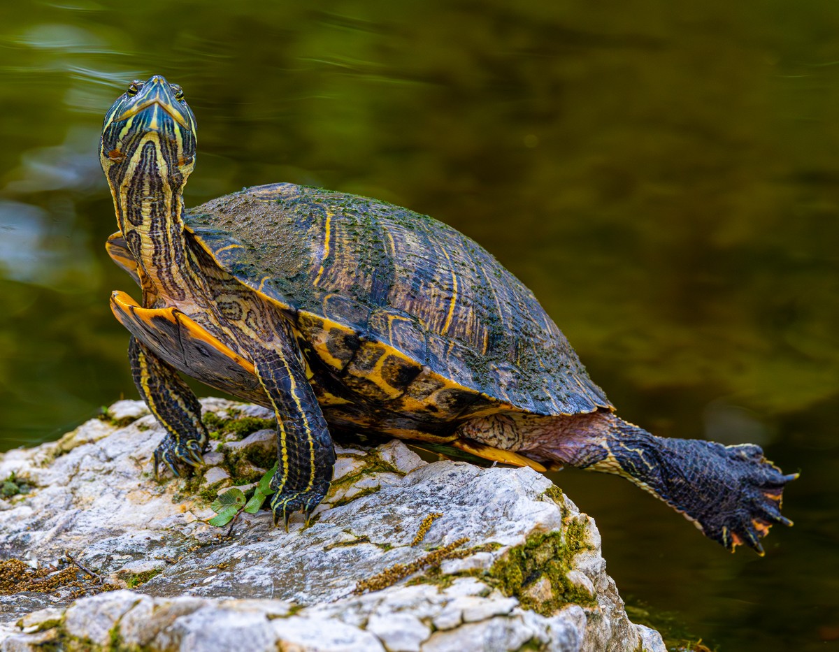 Wildlife photograph by Susanne Harm