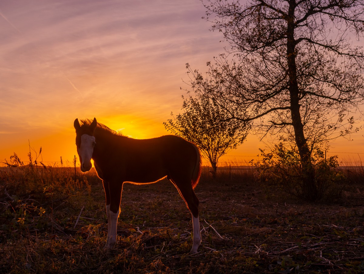 Wildlife photograph by Susanne Harm