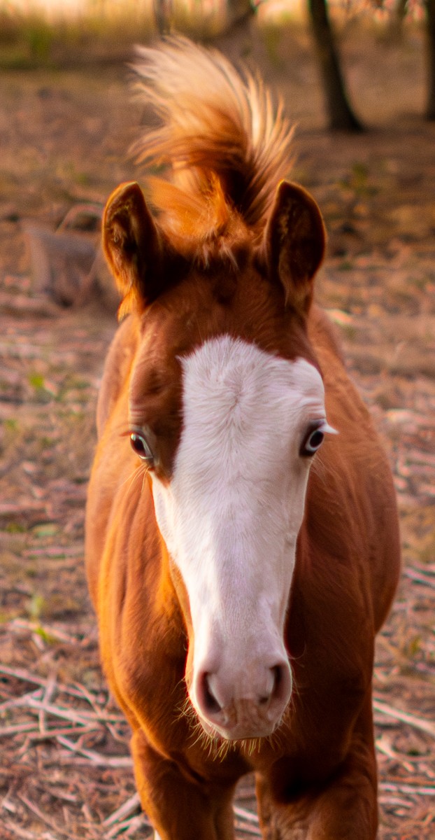 Wildlife photograph by Susanne Harm