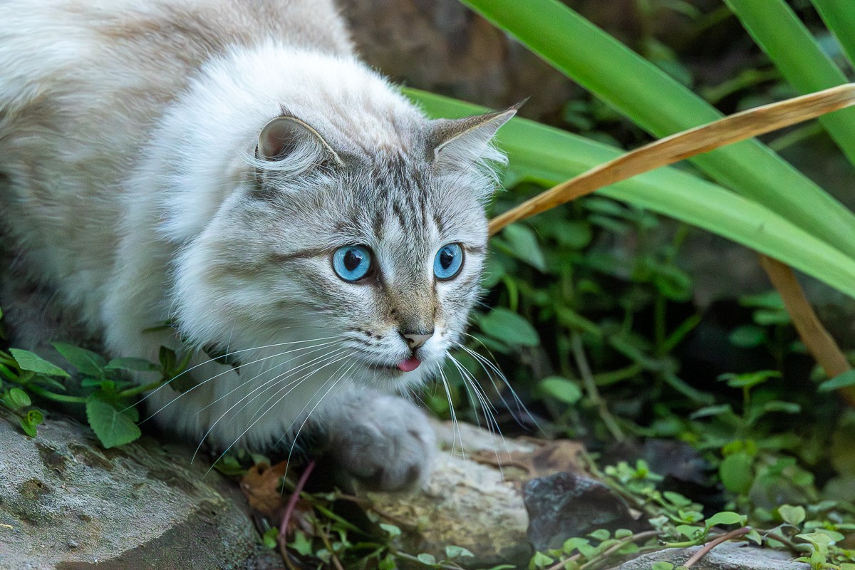 Wildlife photograph by Susanne Harm