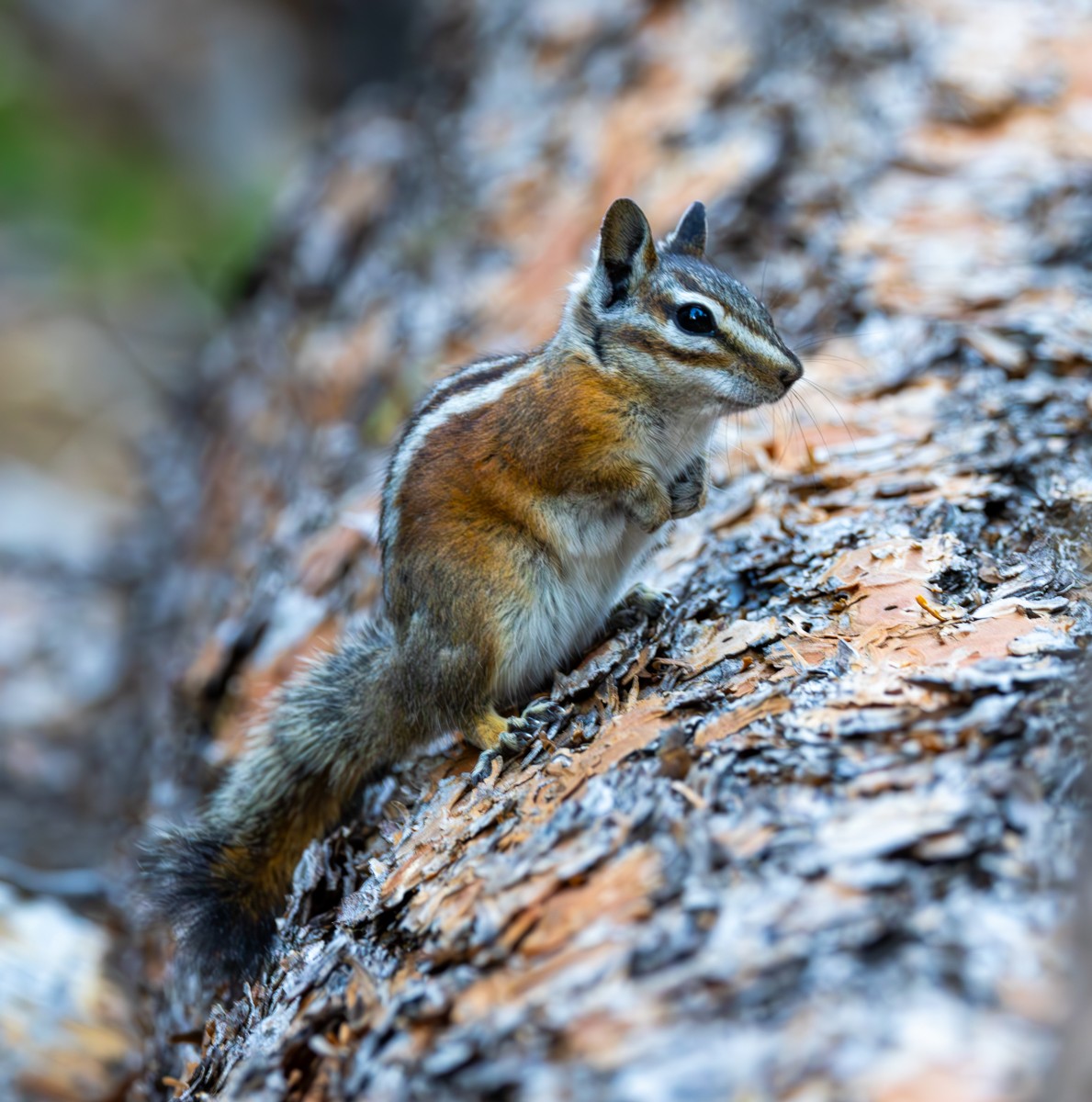 Wildlife photograph by Susanne Harm