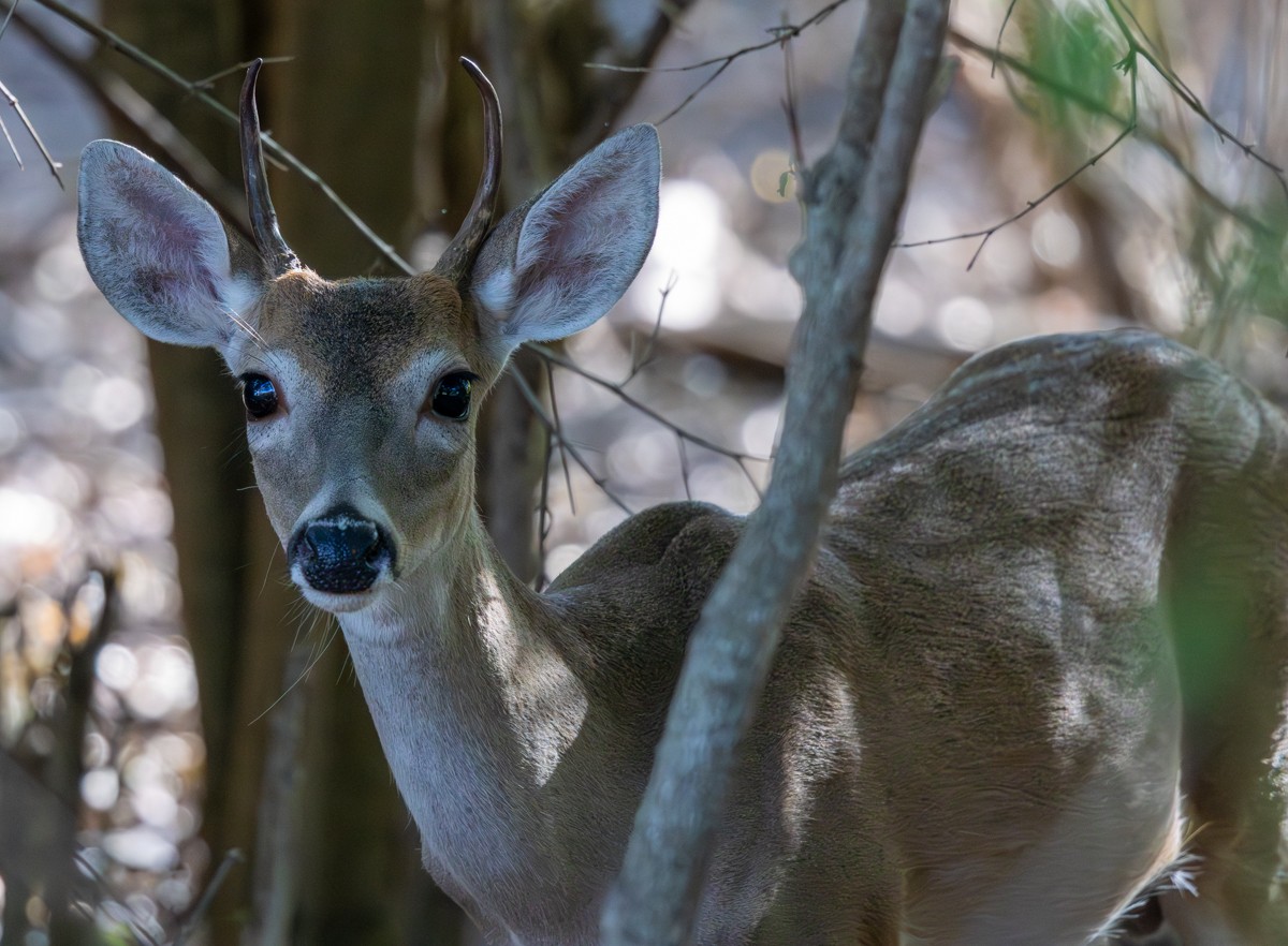 Wildlife photograph by Susanne Harm