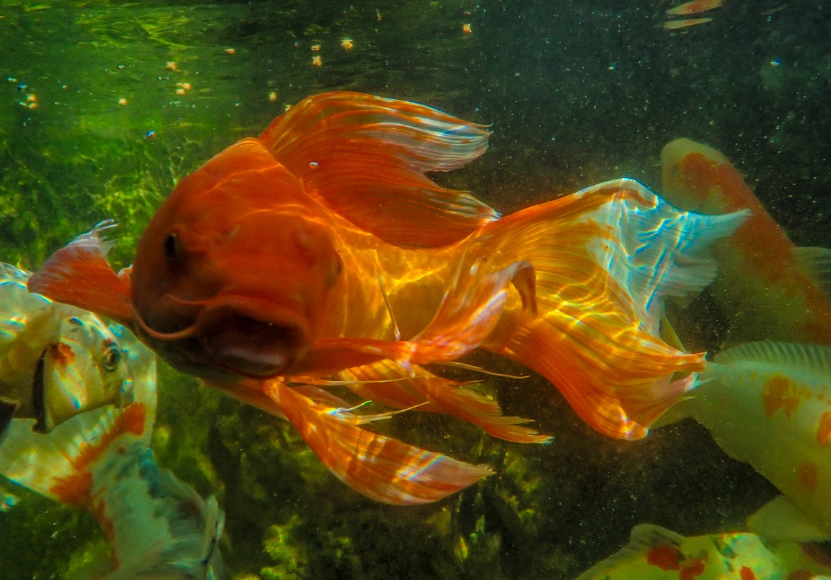 Wildlife photograph by Susanne Harm