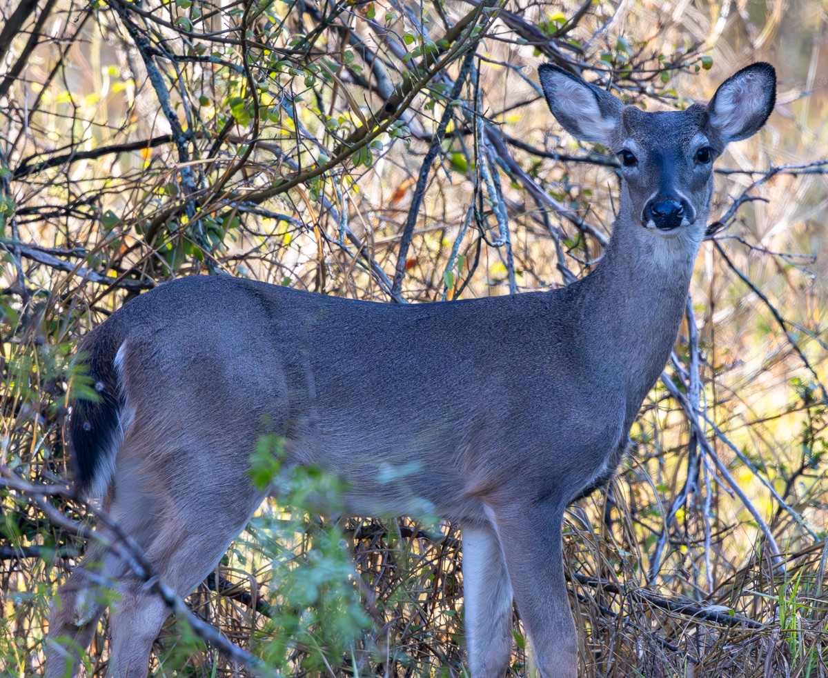 Wildlife photograph by Susanne Harm