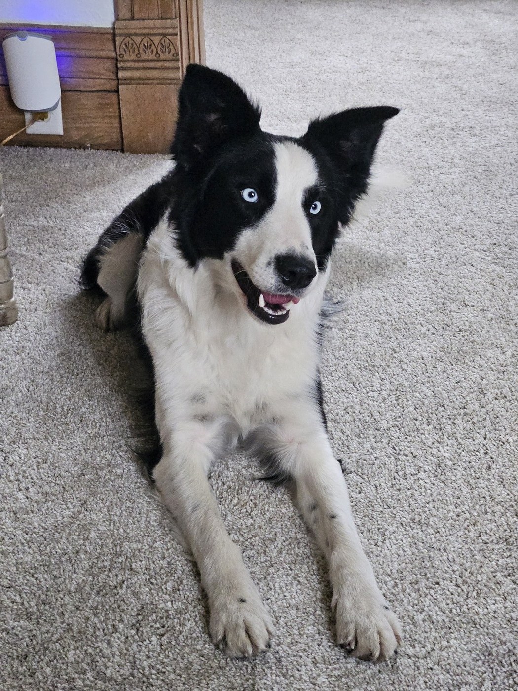 Athena of Ebonheart Kennel
