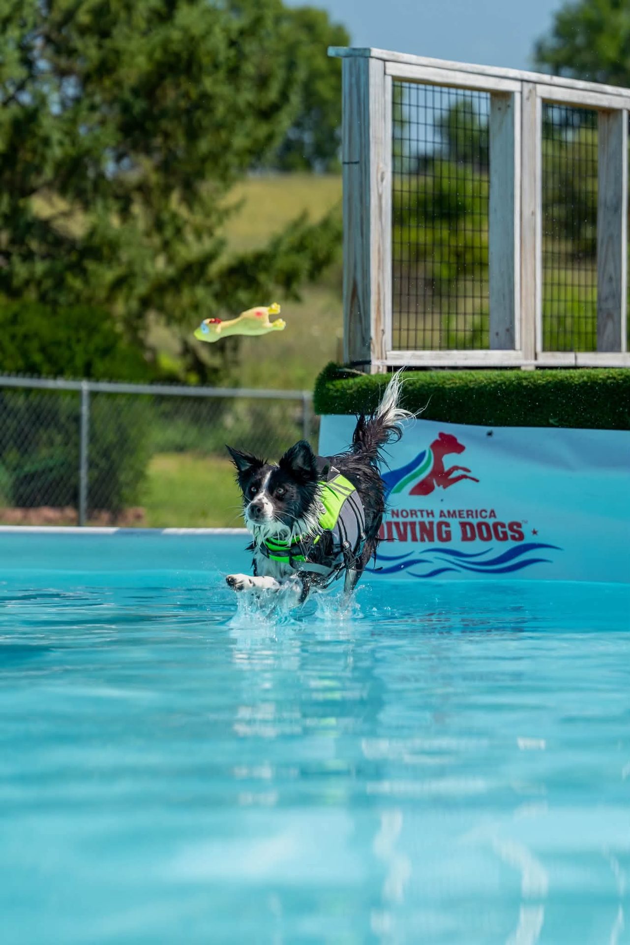 Clover entering the water after her jump.