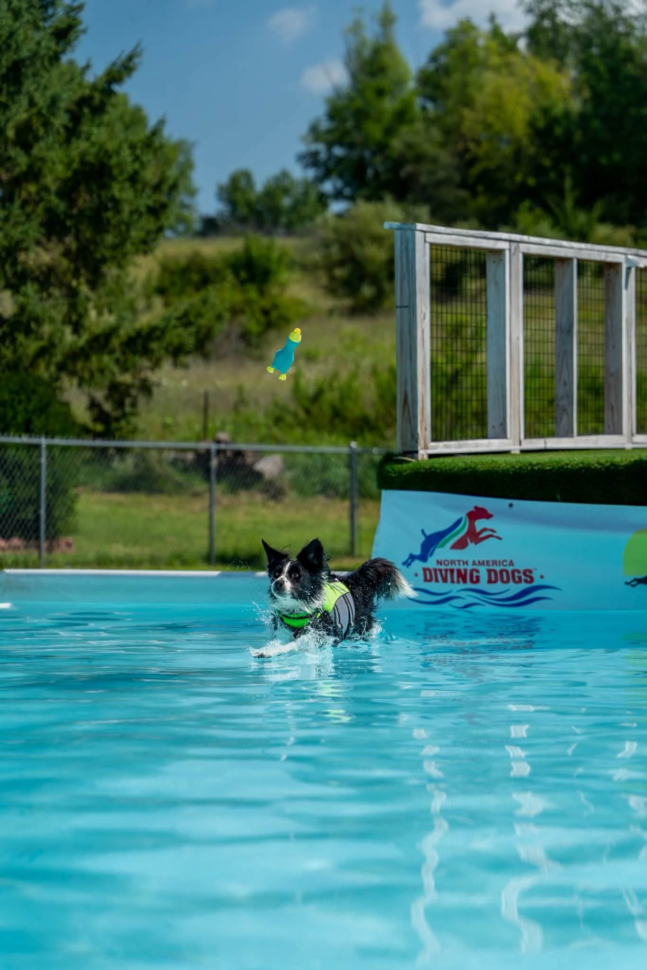 Clover splashing through the pool toward her toy.
