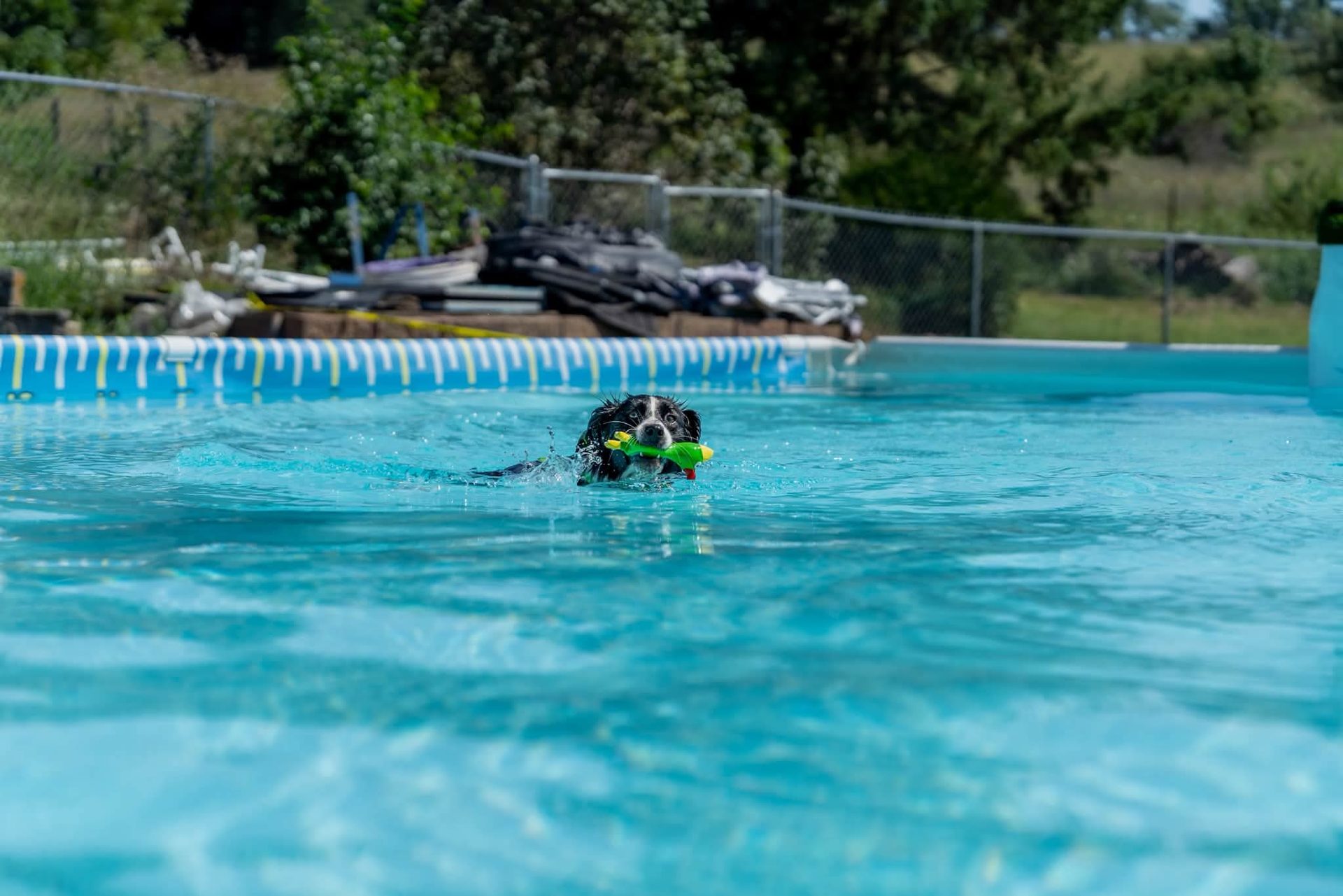 Clover swimming with her retrieved toy.
