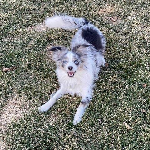 Leo of Ebonheart Kennel