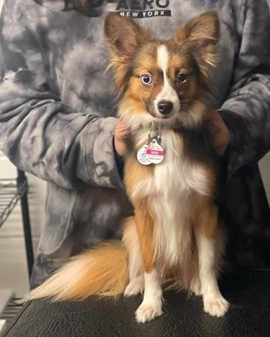 Nixie of Ebonheart Kennel