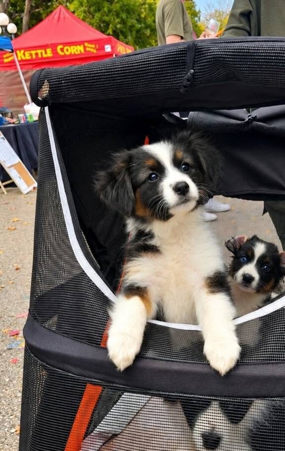 Ebonheart’s current litter puppies riding in their stroller at the market