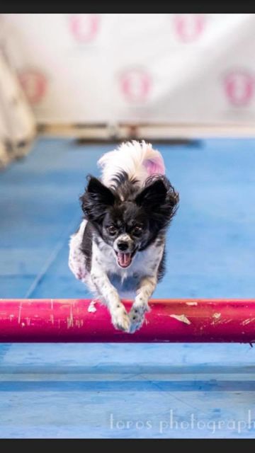 Jocianna clearing an agility jump