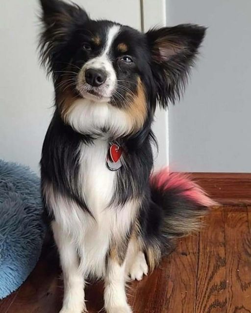 Simba