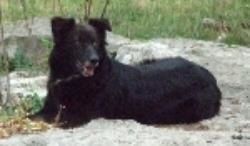 Gregory's Gracie