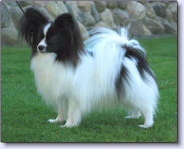 INT CH Denemore Noble Perfection