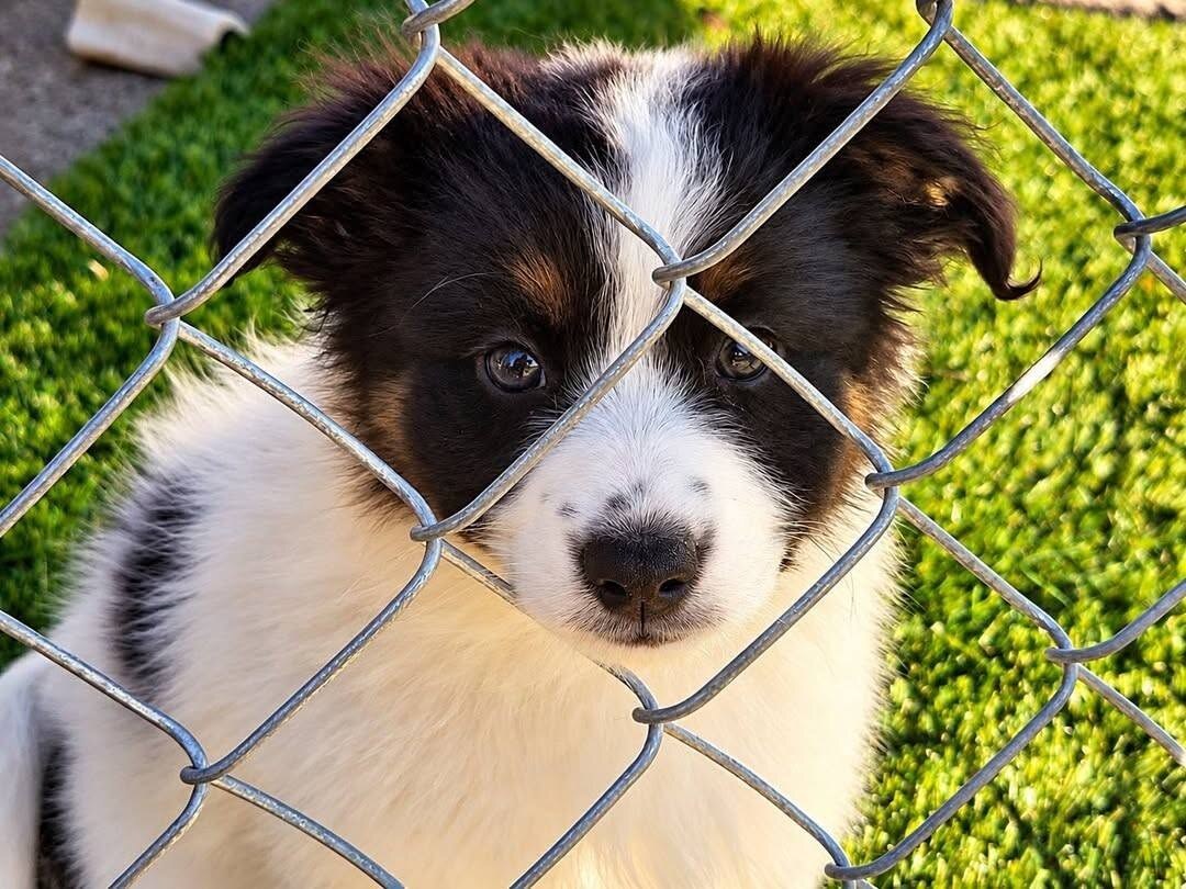 Atlas, an available Ebonheart puppy