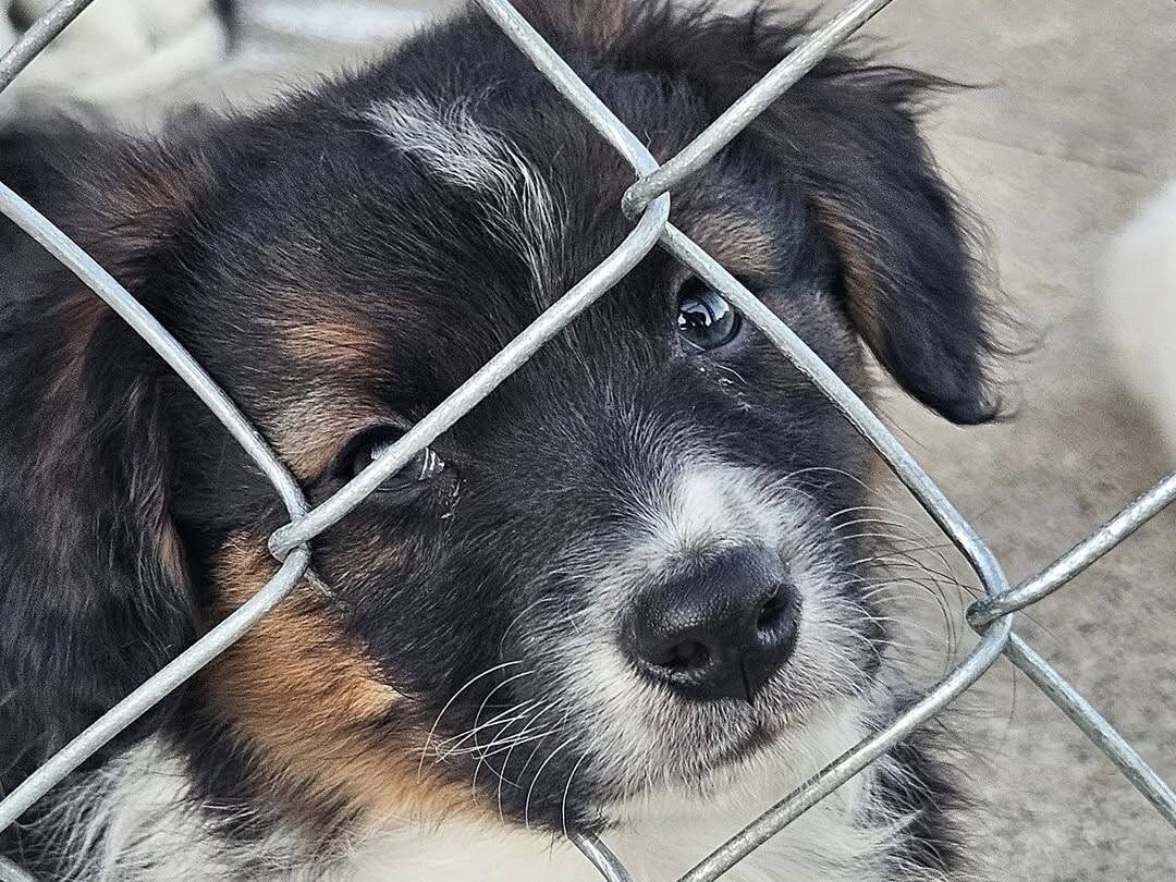 Credence, an available Ebonheart puppy