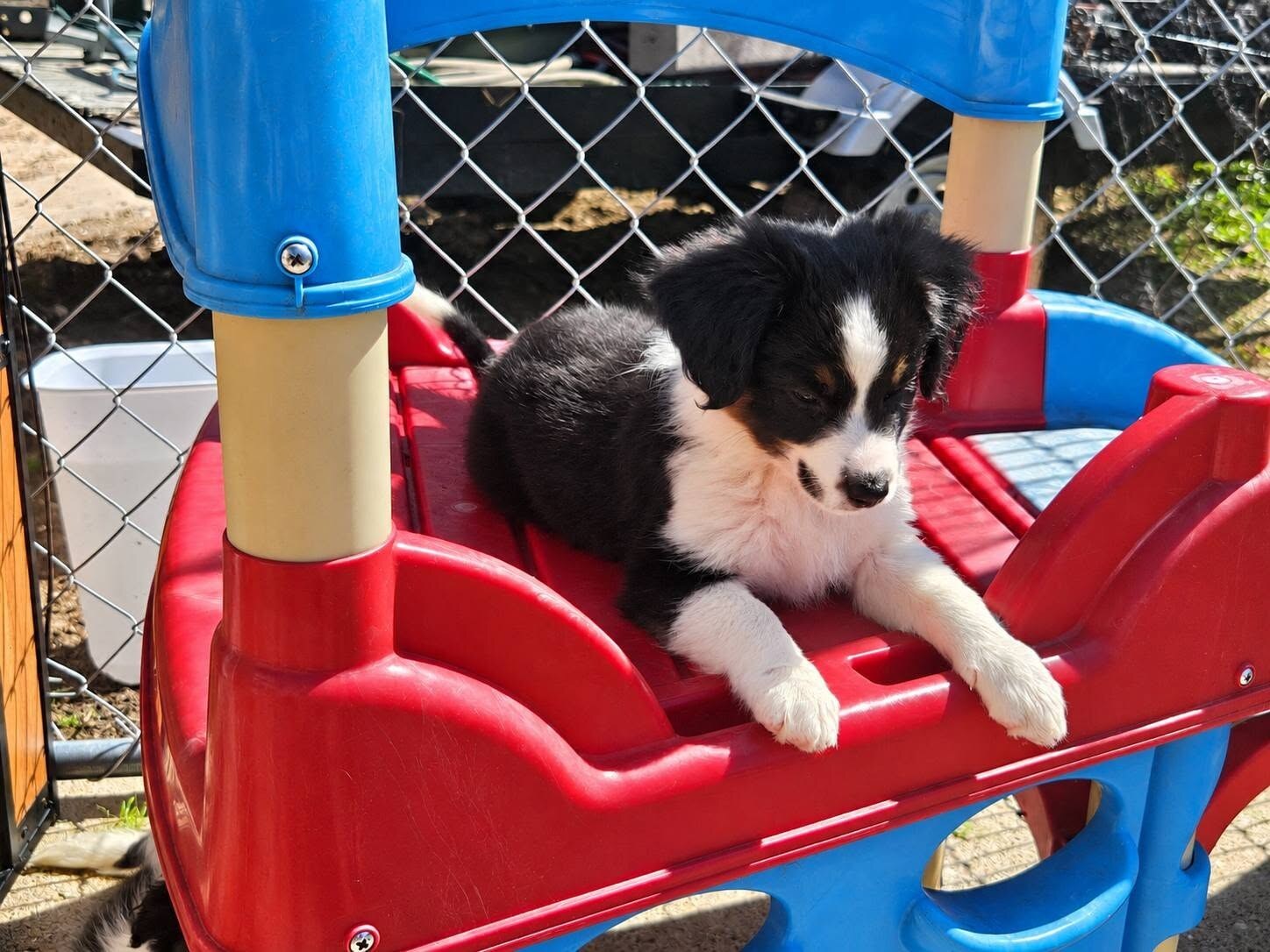 Destiny, a reserved Ebonheart puppy