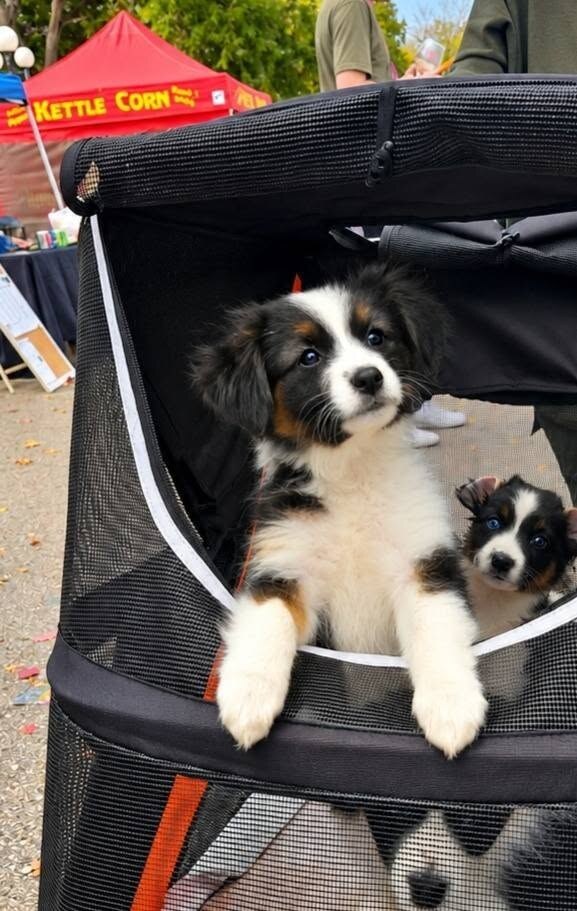 Ever, an available Ebonheart puppy