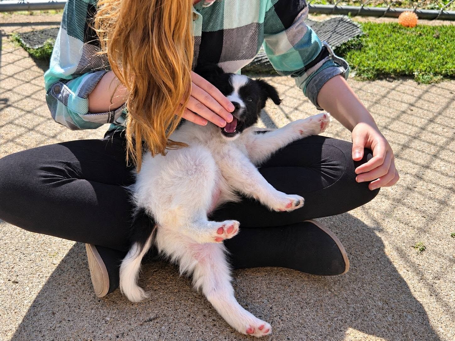 Invicta (Ivy), a reserved Ebonheart puppy