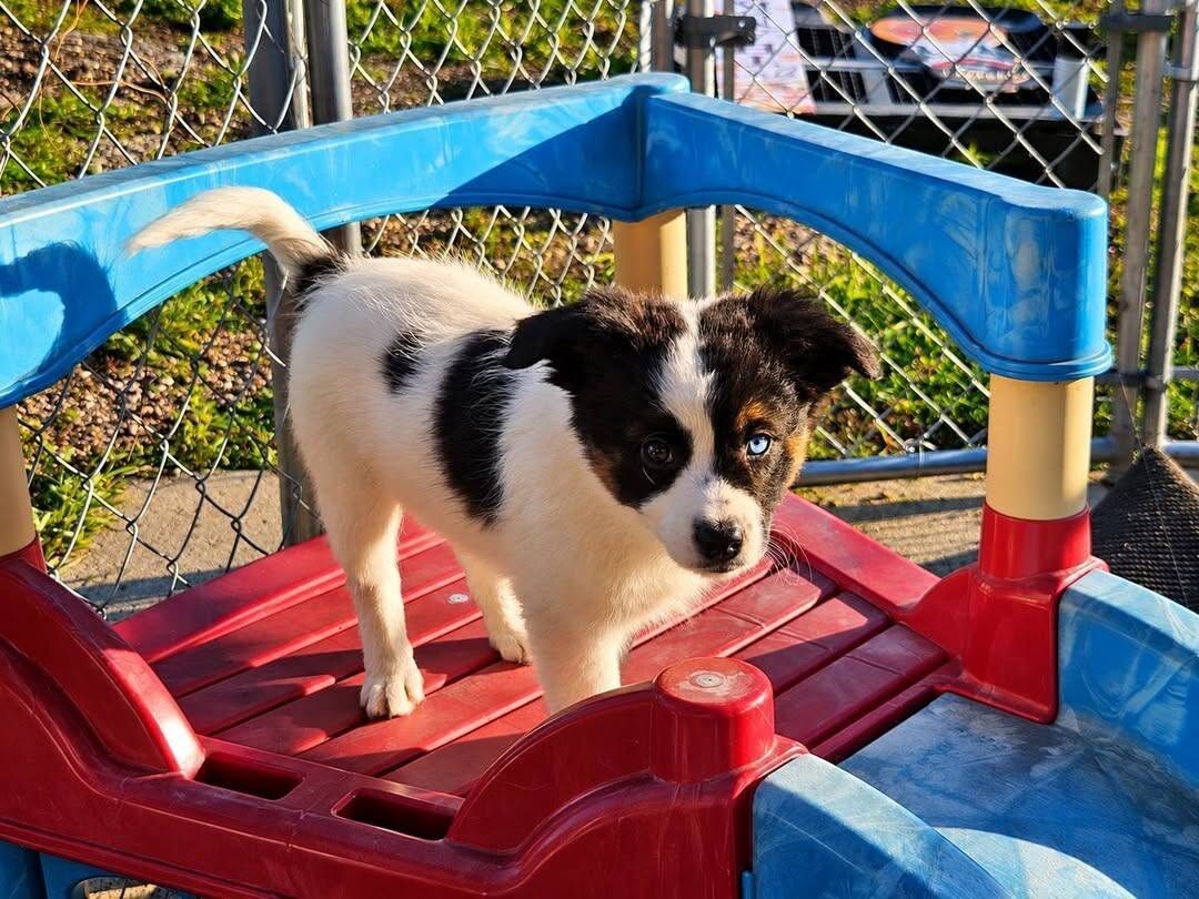 Ebonheart puppy resting in a basket