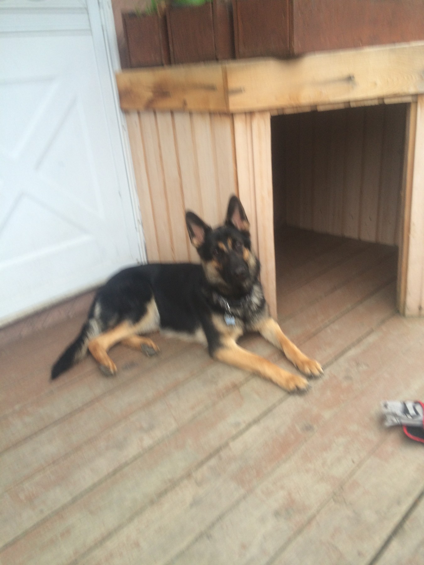 Dog resting beside wood construction on a covered deck