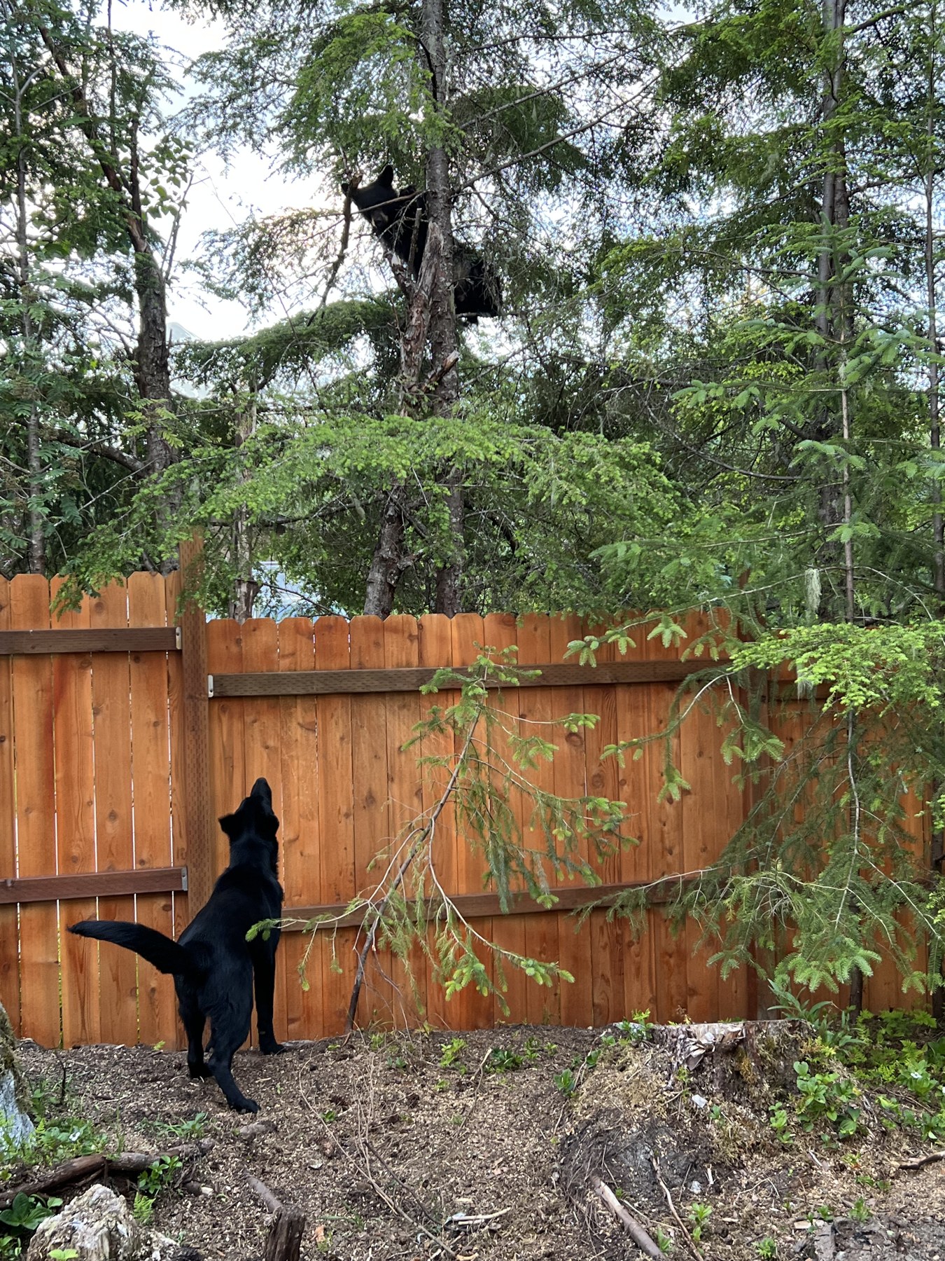 Wood privacy fence beside trees