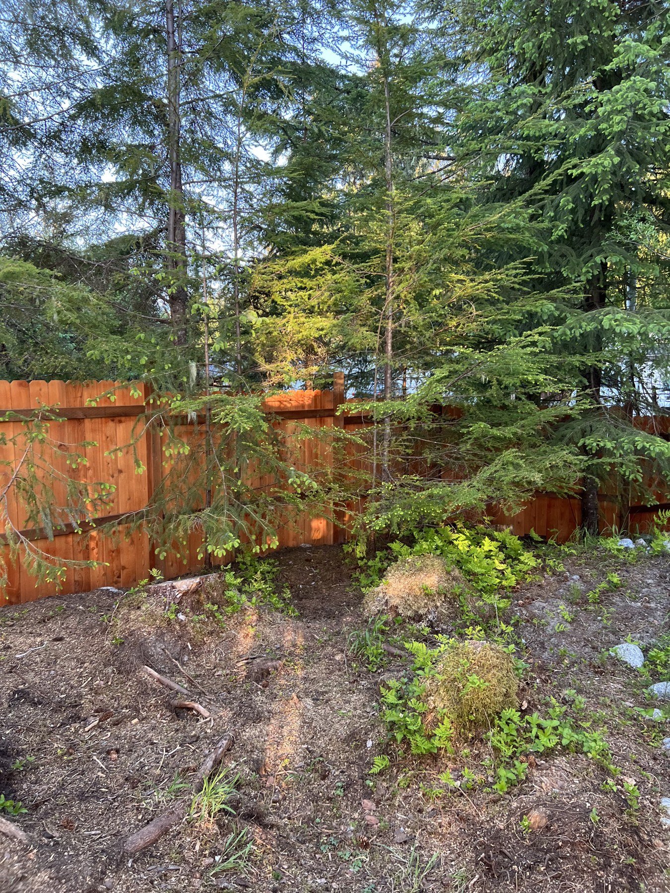 Wood privacy fencing around a garden