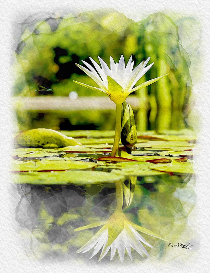Reflections of White Lily by Mimi Baula